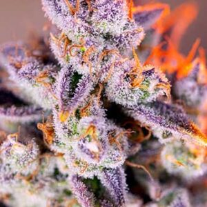 Tropicanna Poison XL Auto