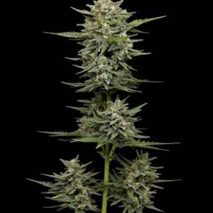 Vanilla Latte Auto