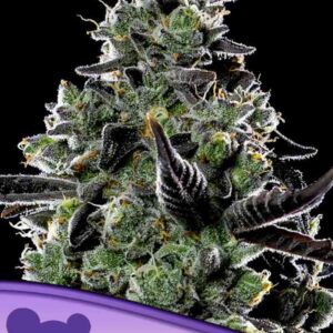 Violet Face Auto