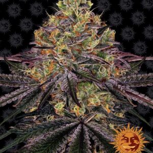 watermelon-zkittlez Watermelon Zkittlez