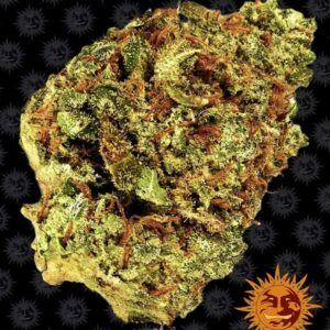 watermelon-zkittlez-auto Watermelon Zkittlez Auto