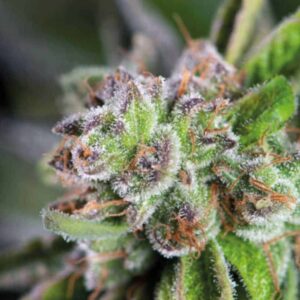 Watermelon Zkittlez Pyramid