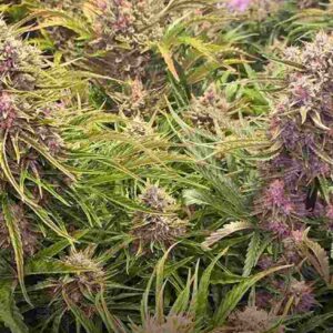 Wedding Cake Auto Barney’s Farm