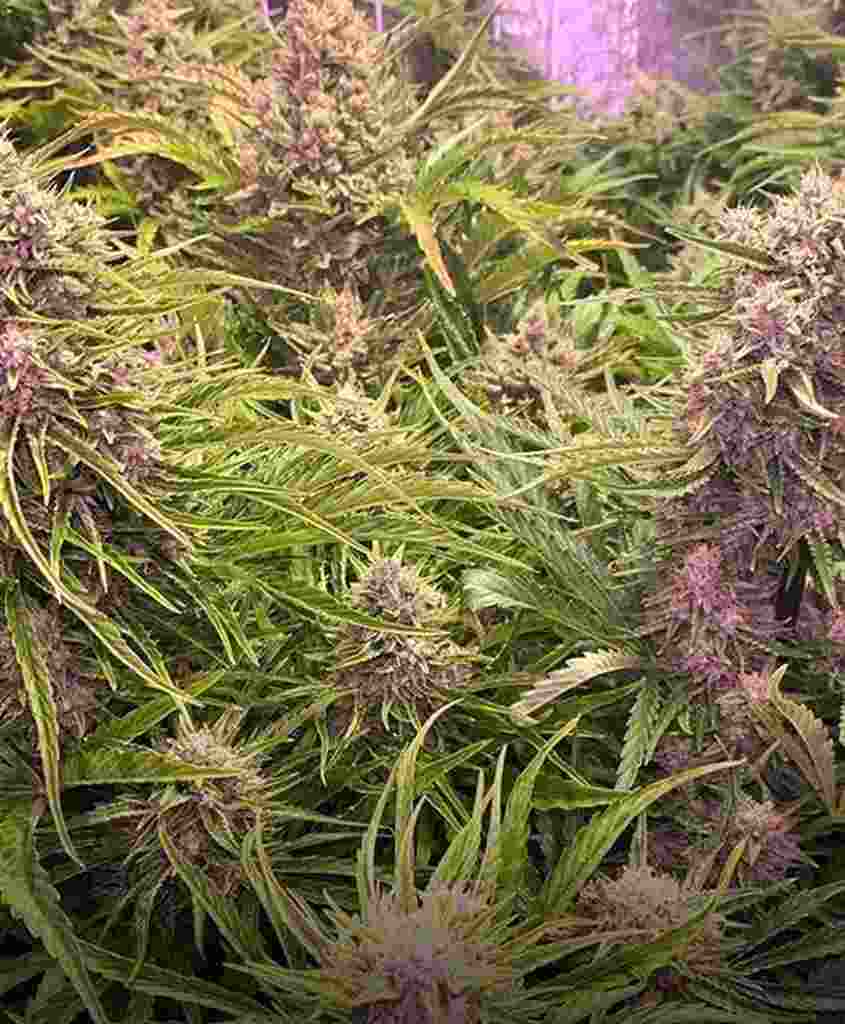 Wedding Cake Auto Barney’s Farm