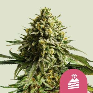 Wedding Cake von Royal Queen Seeds