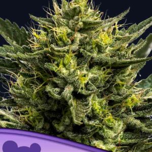 Wham Boom Auto