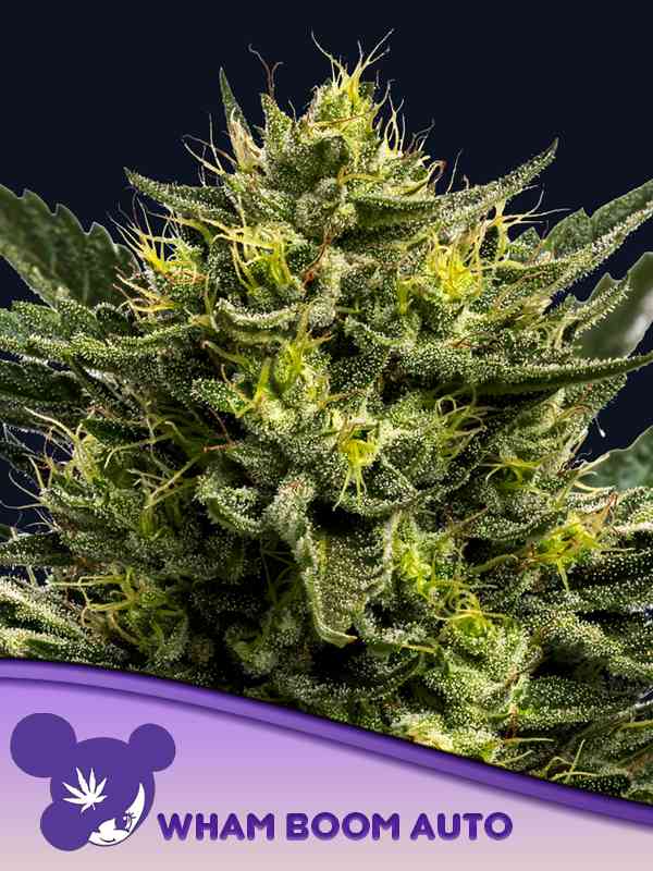 Wham Boom Auto