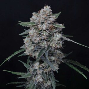 Whipped Runtz Auto