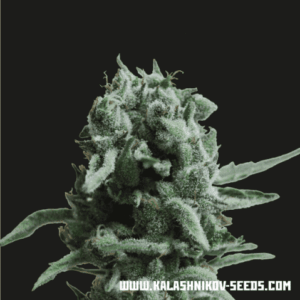 white-widow-47 White Widow 47