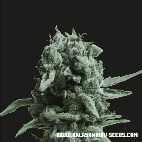 White Widow 47