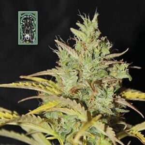 White Widow Auto