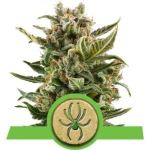 white-widow-automatic White Widow Automatic