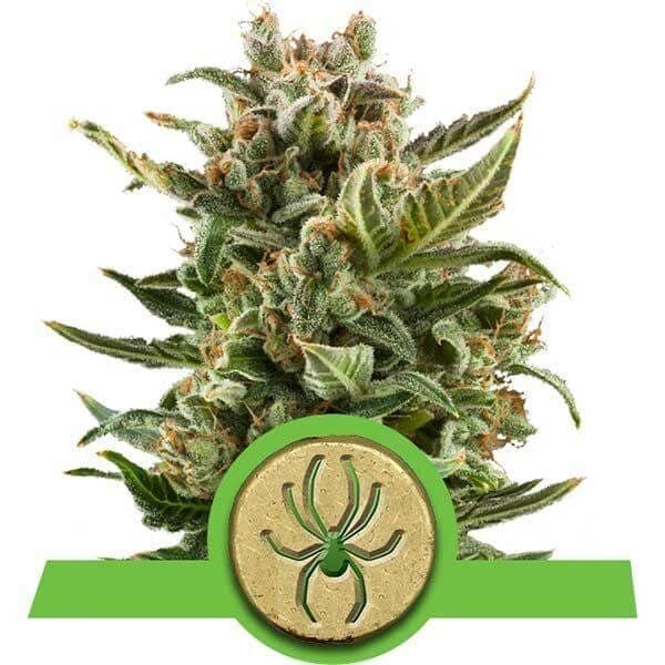 White Widow Automatic