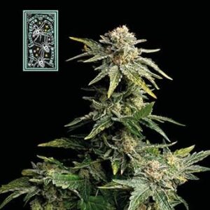 white-widow-fast White Widow Fast