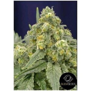 white-widow-od-silent-seeds White Widow von Silent Seeds