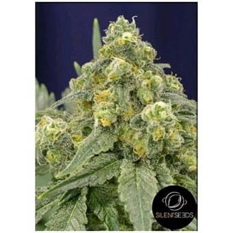 White Widow od Silent Seeds