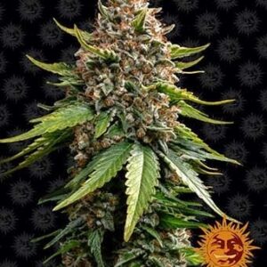 white-widow-xxl-auto-barney-s-farm White Widow XXL Auto Barney’s Farm