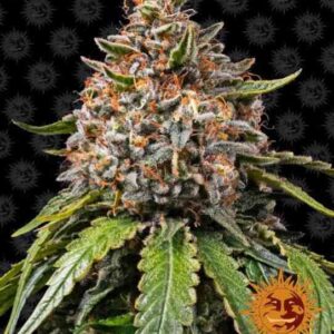 white-widow-xxl-od-barney-s-farm White Widow XXL von Barney’s Farm