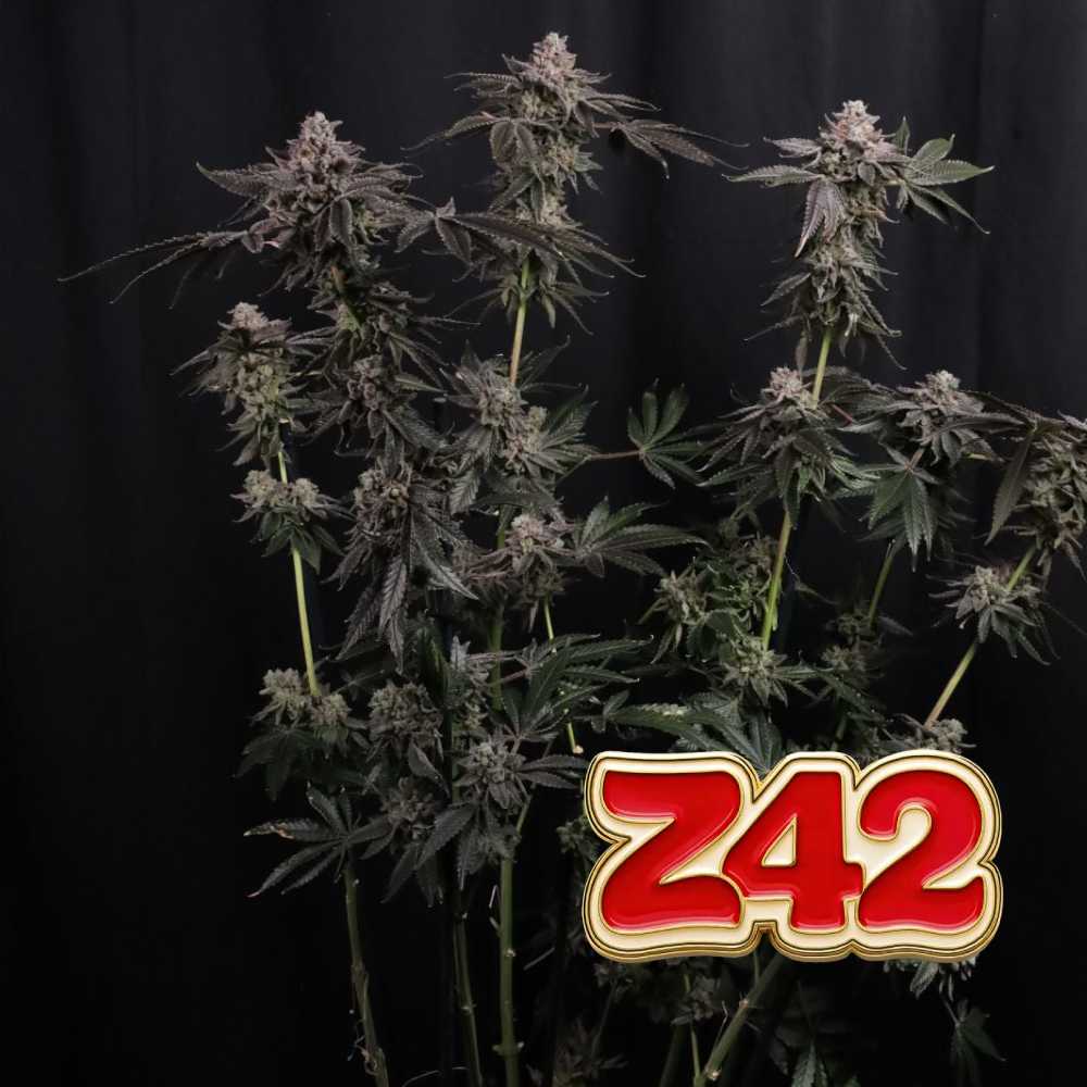 Z42