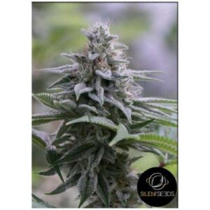 Zkittlez 2.0