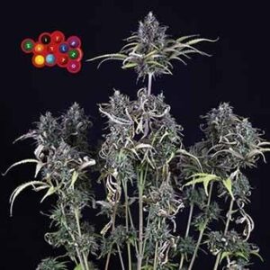 Zkittlez Auto