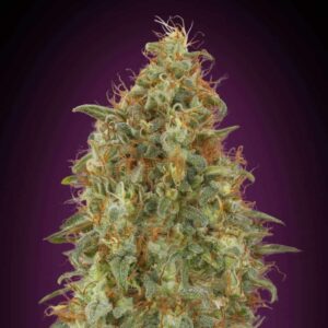 Zkittlez Fast