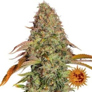 Zkittlez OG Auto