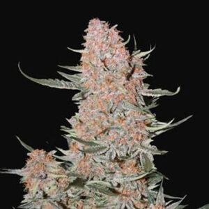 Ztrawberriez Auto